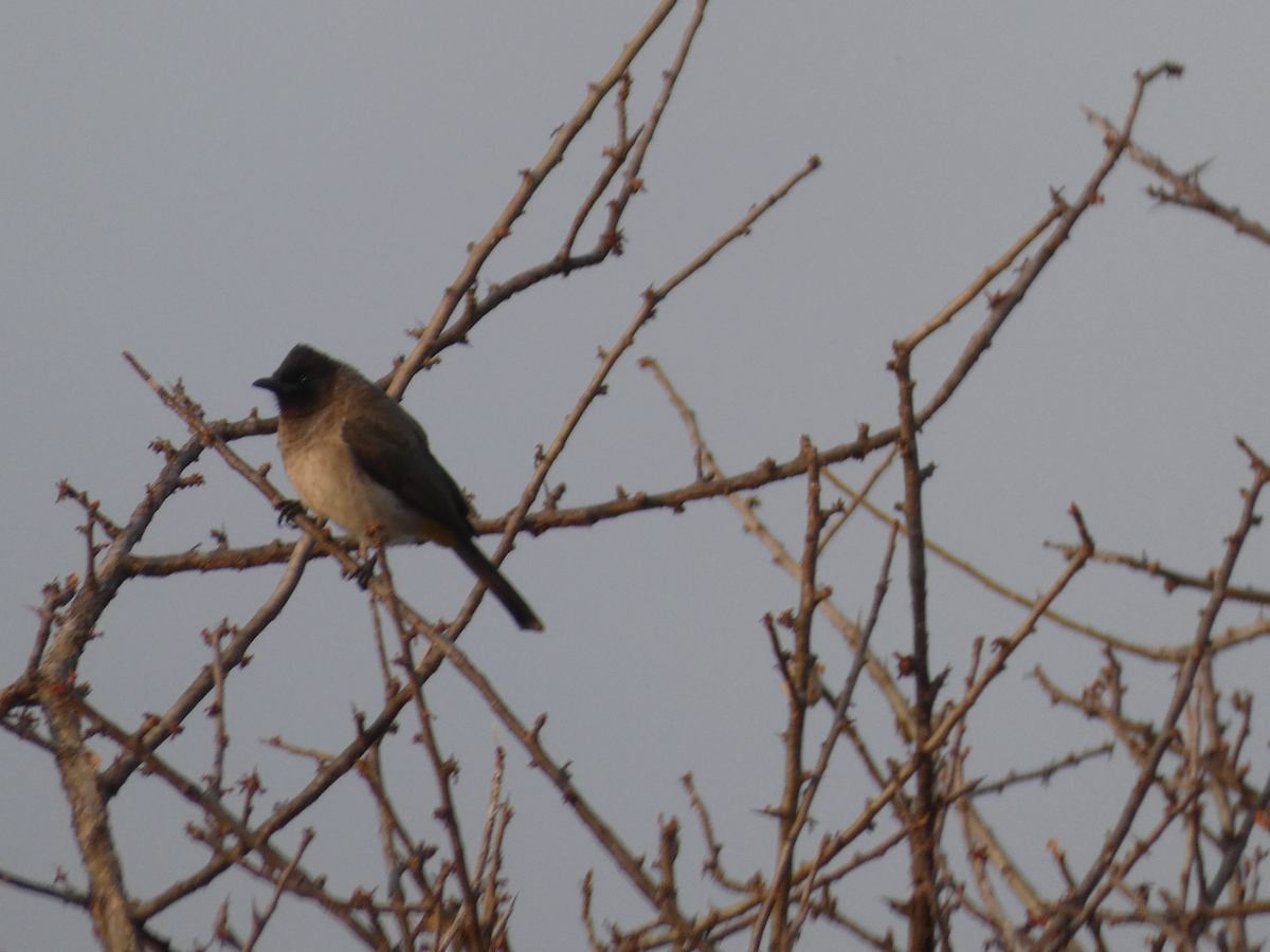 Bulbul des jardins - ML642002579