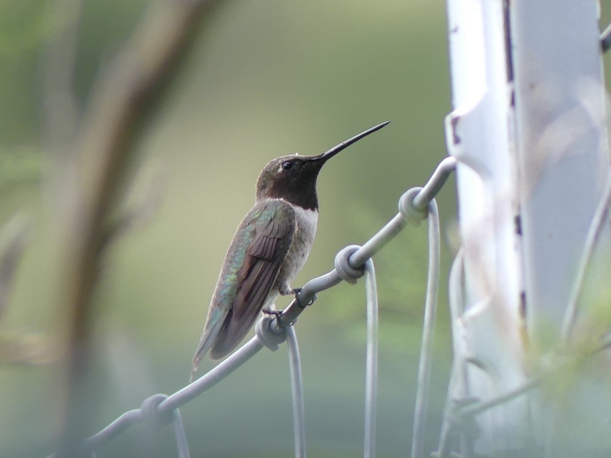 Colibri à gorge noire - ML642002580