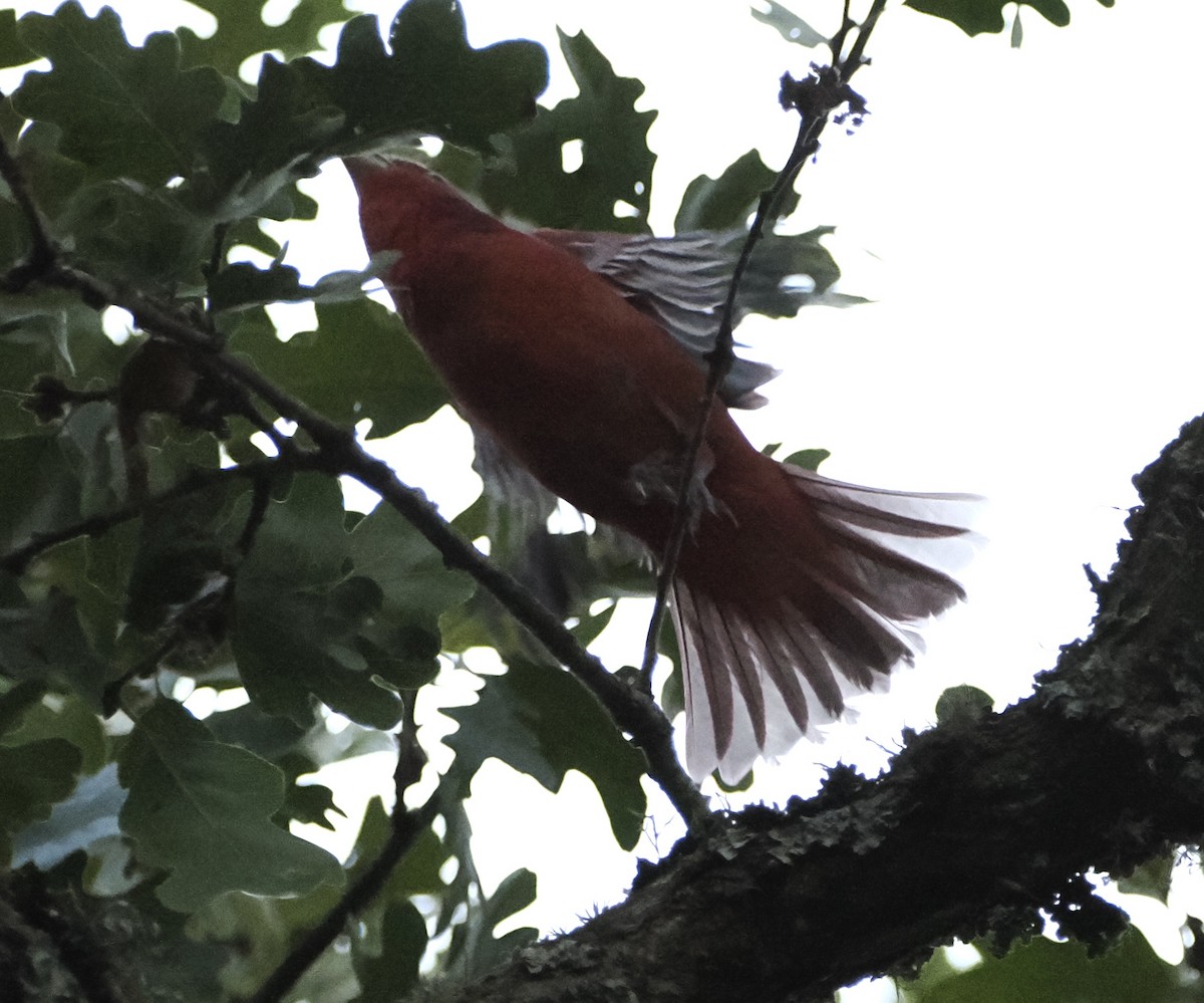 Summer Tanager - ML642002589