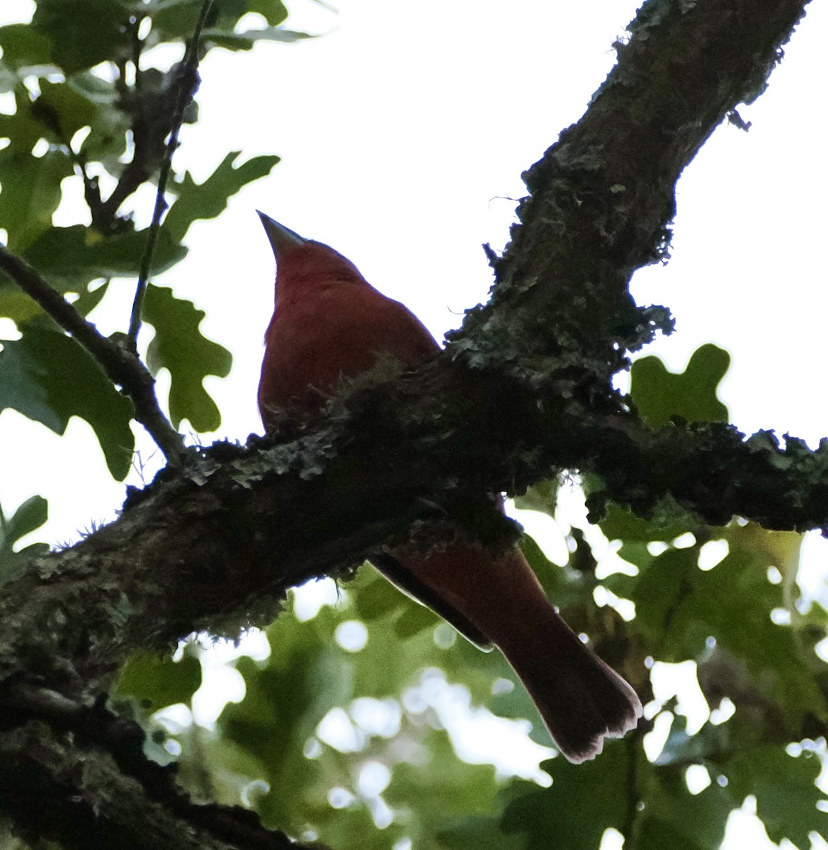 Summer Tanager - ML642002590