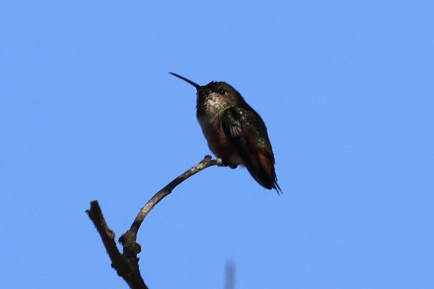 Colibri roux ou C. d'Allen - ML642002597