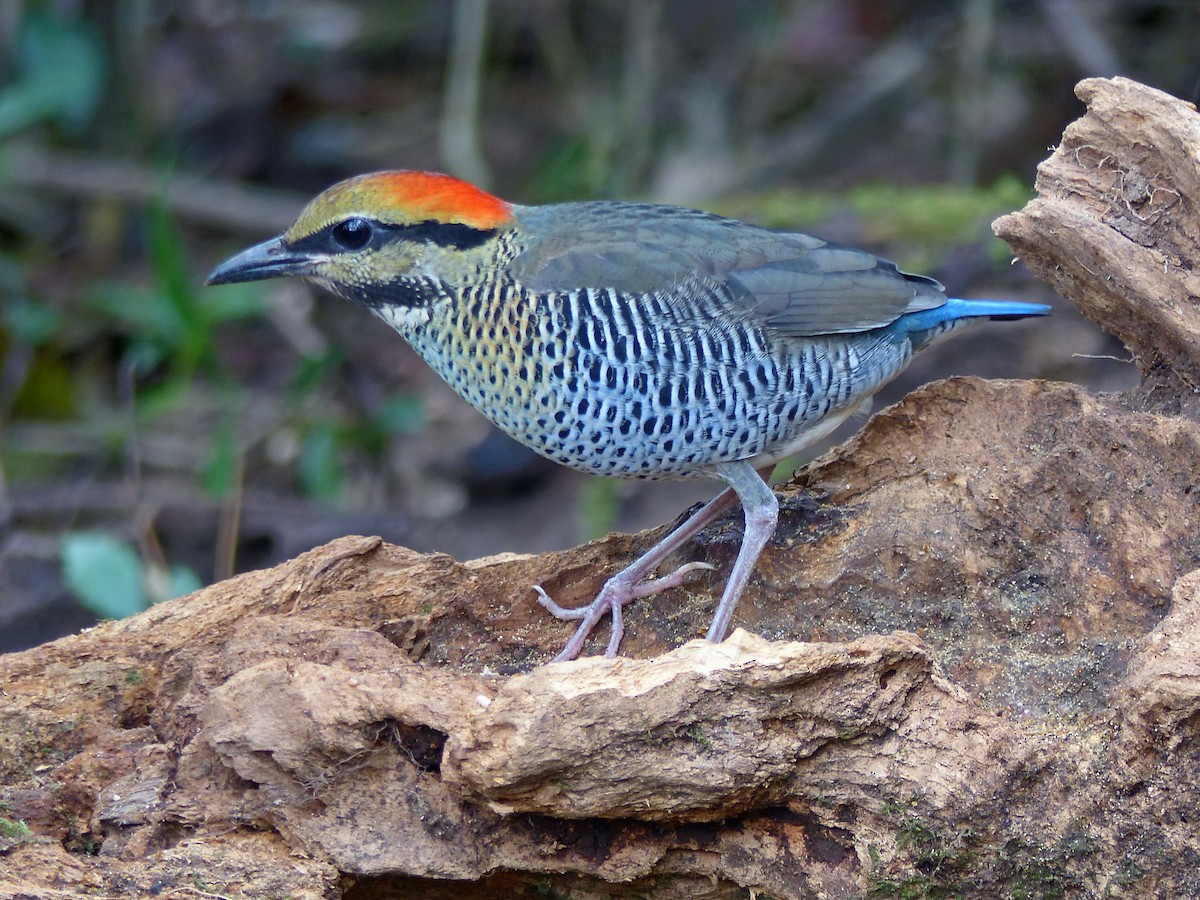 Blue Pitta - ML642002603