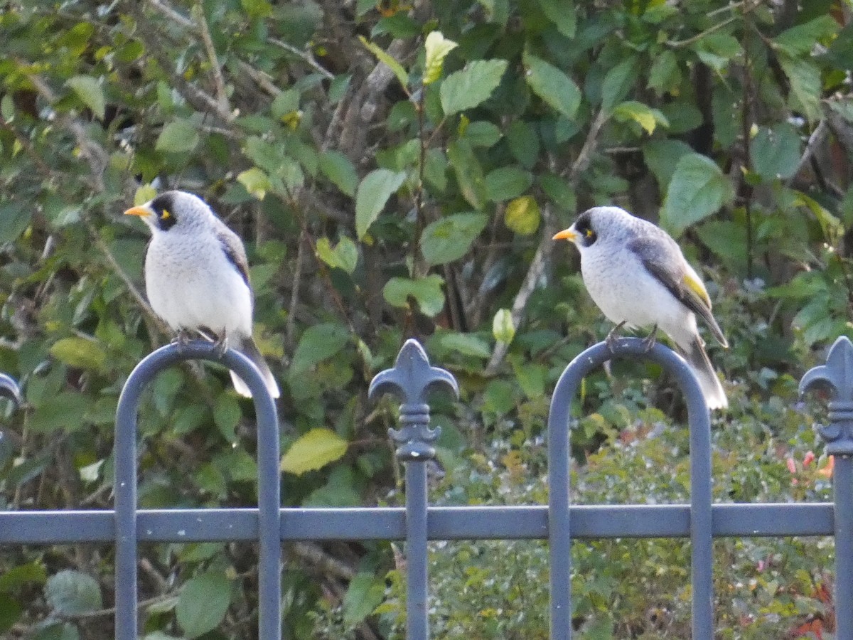 Noisy Miner - ML642002605