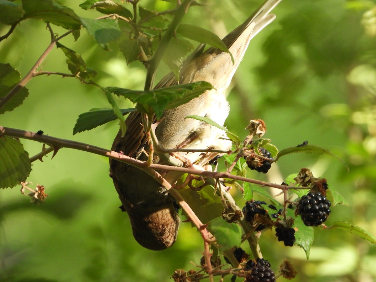 House Sparrow - ML642002622
