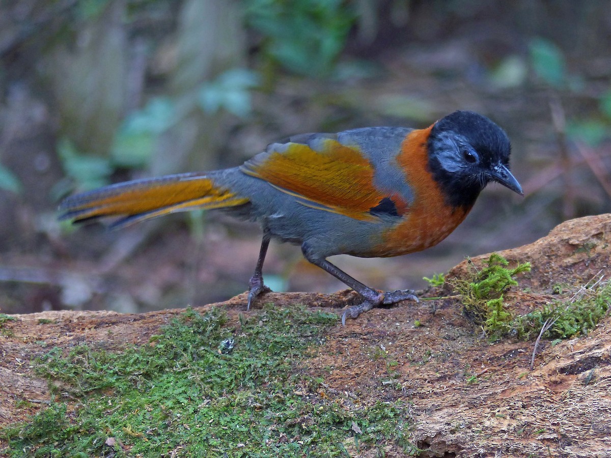Collared Laughingthrush - ML642002623