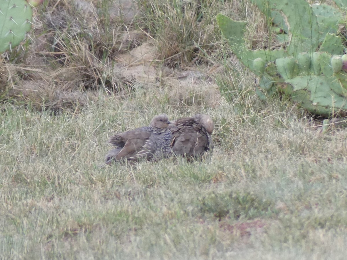 Scaled Quail - ML642002624