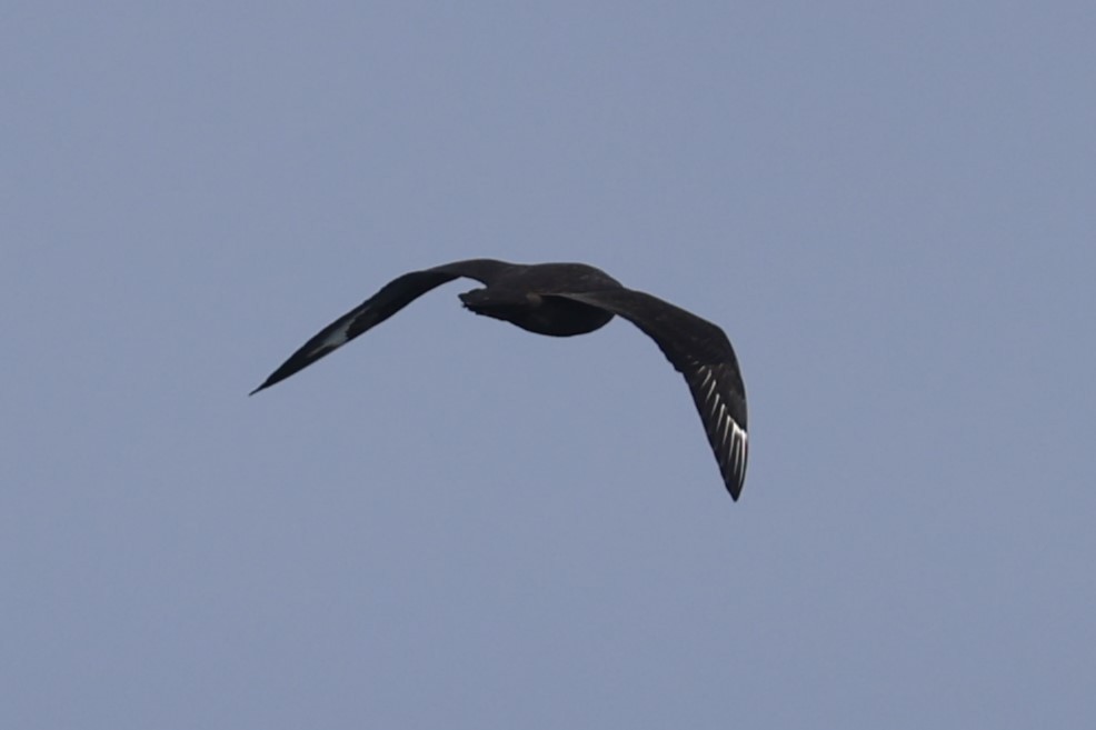 Págalo Polar - ML642002631