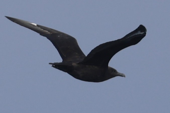 Págalo Polar - ML642002632