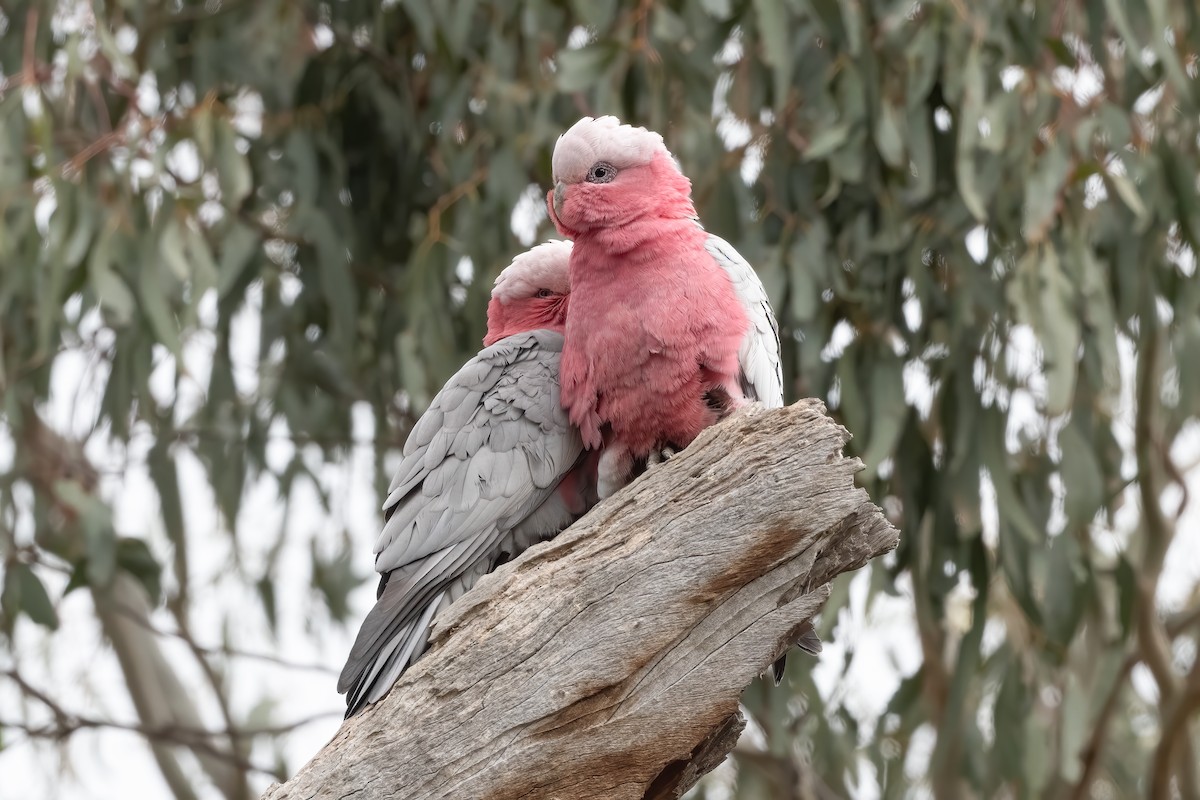 Cacatúa Galah - ML642002637