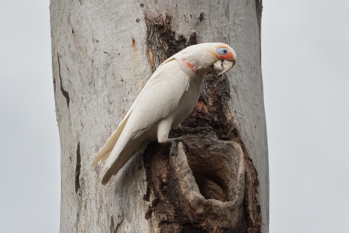 Cacatúa Picofina - ML642002642