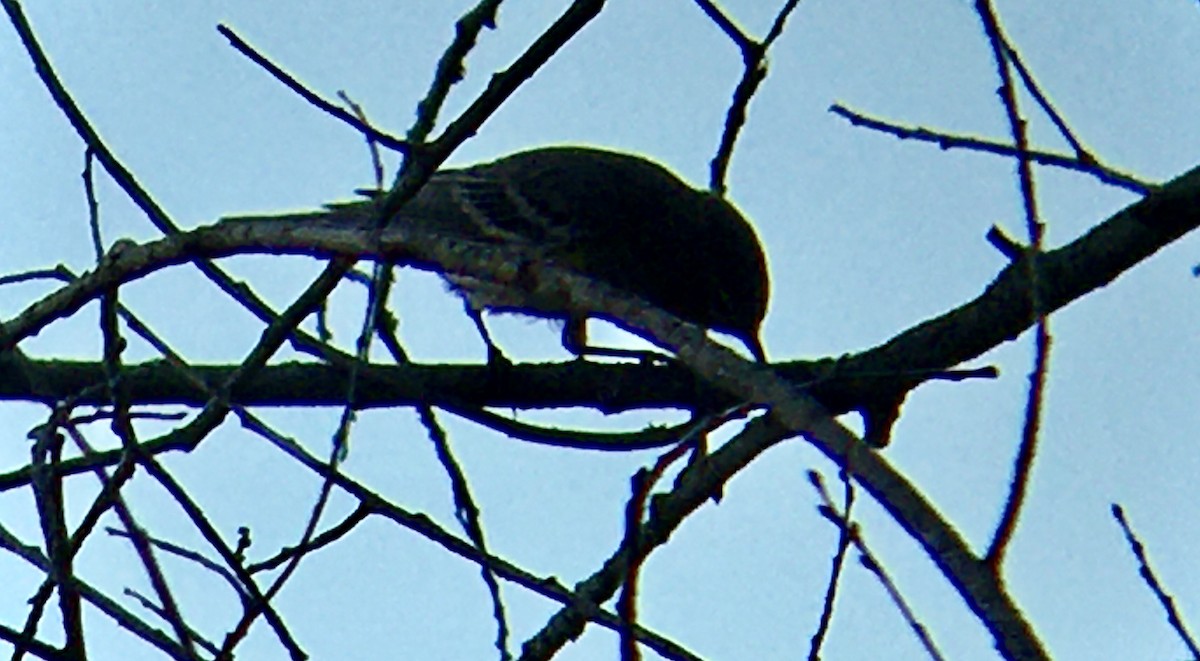 Reinita Coronada (coronata) - ML642002652