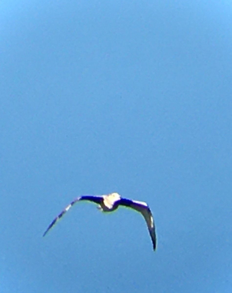 Gaviota Californiana - ML642002658