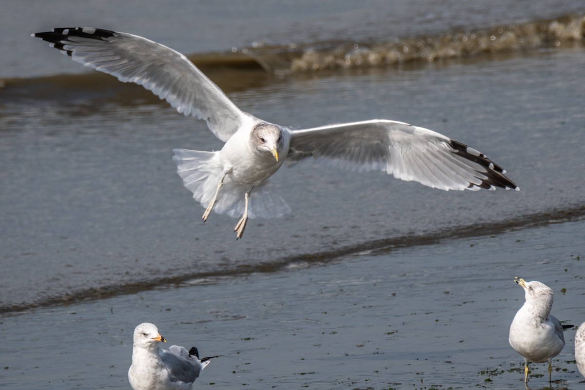 Gaviota Californiana - ML642002663