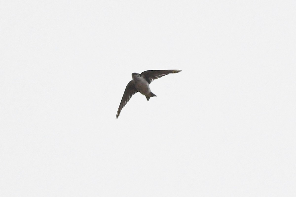 Golondrina Verdemar - ML642002667