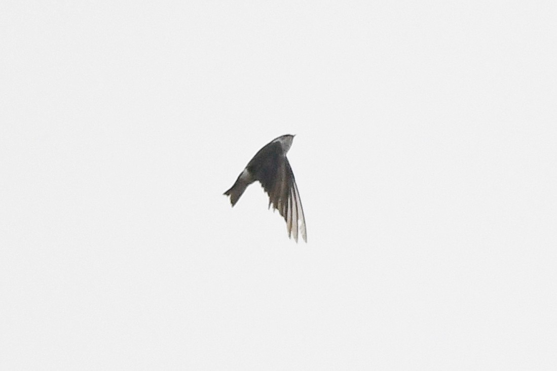 Golondrina Verdemar - ML642002668