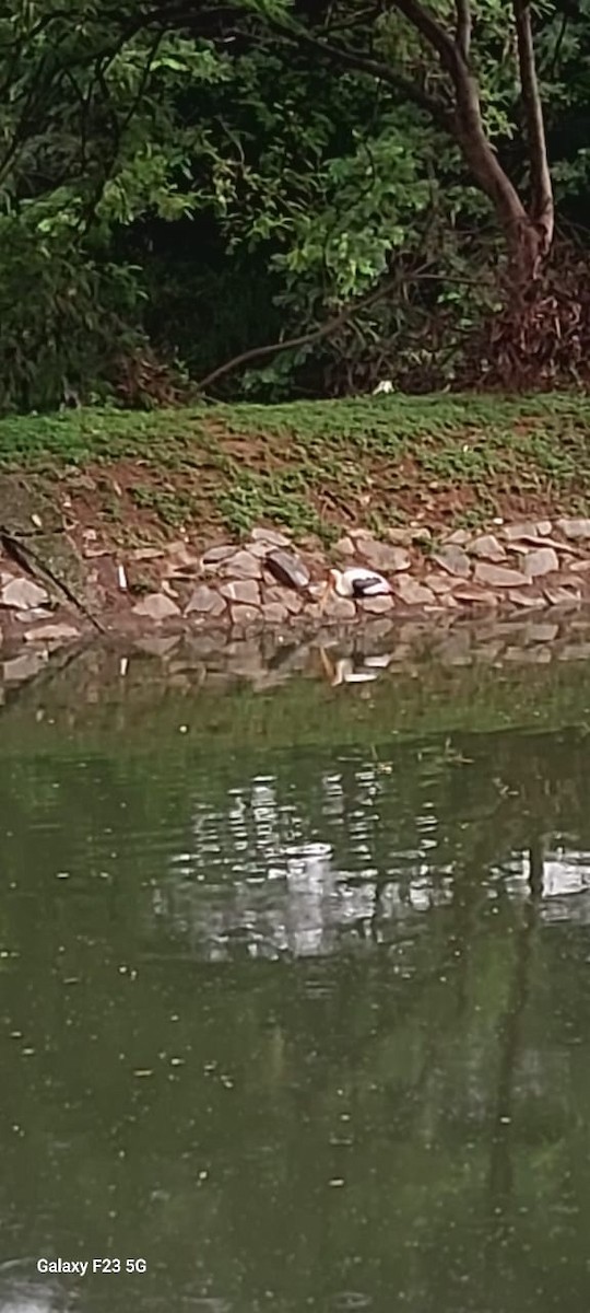 Tantalo indiarra - ML642002675