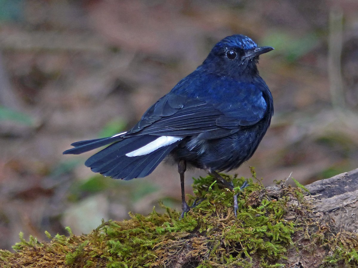 White-tailed Robin - ML642002678