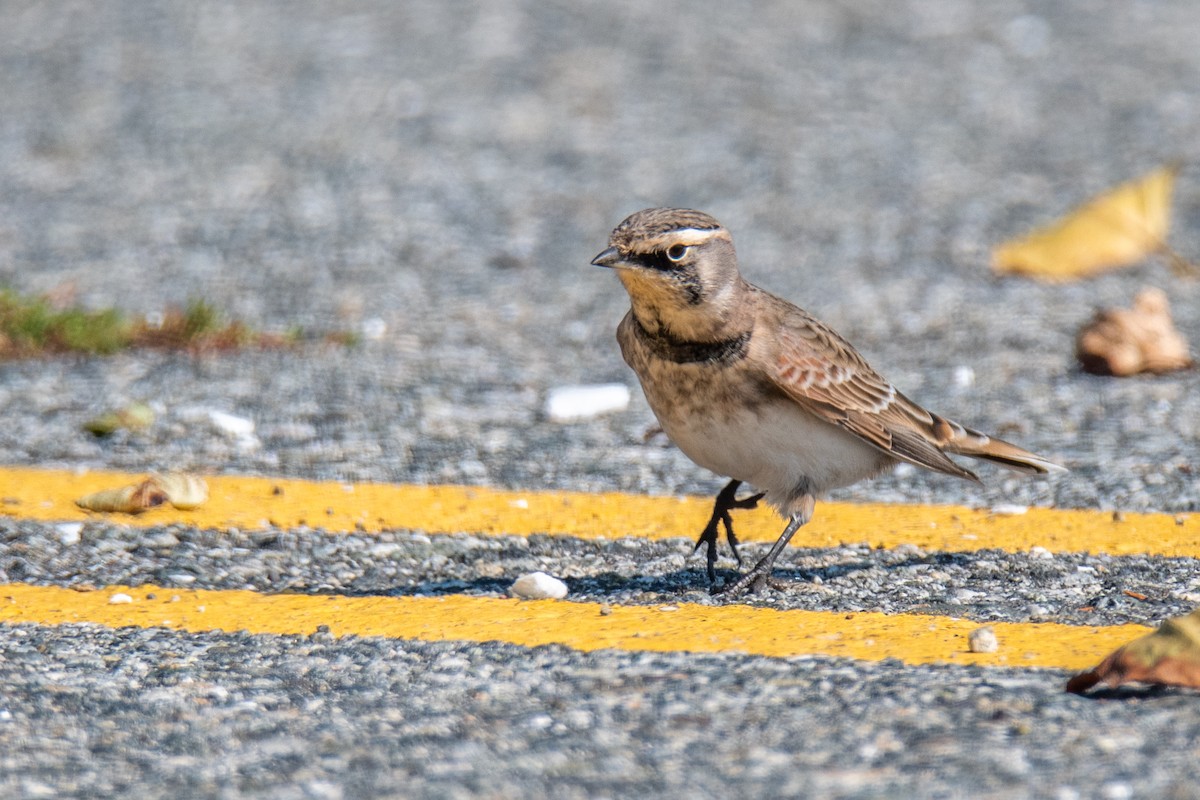 Horned Lark - ML642002682