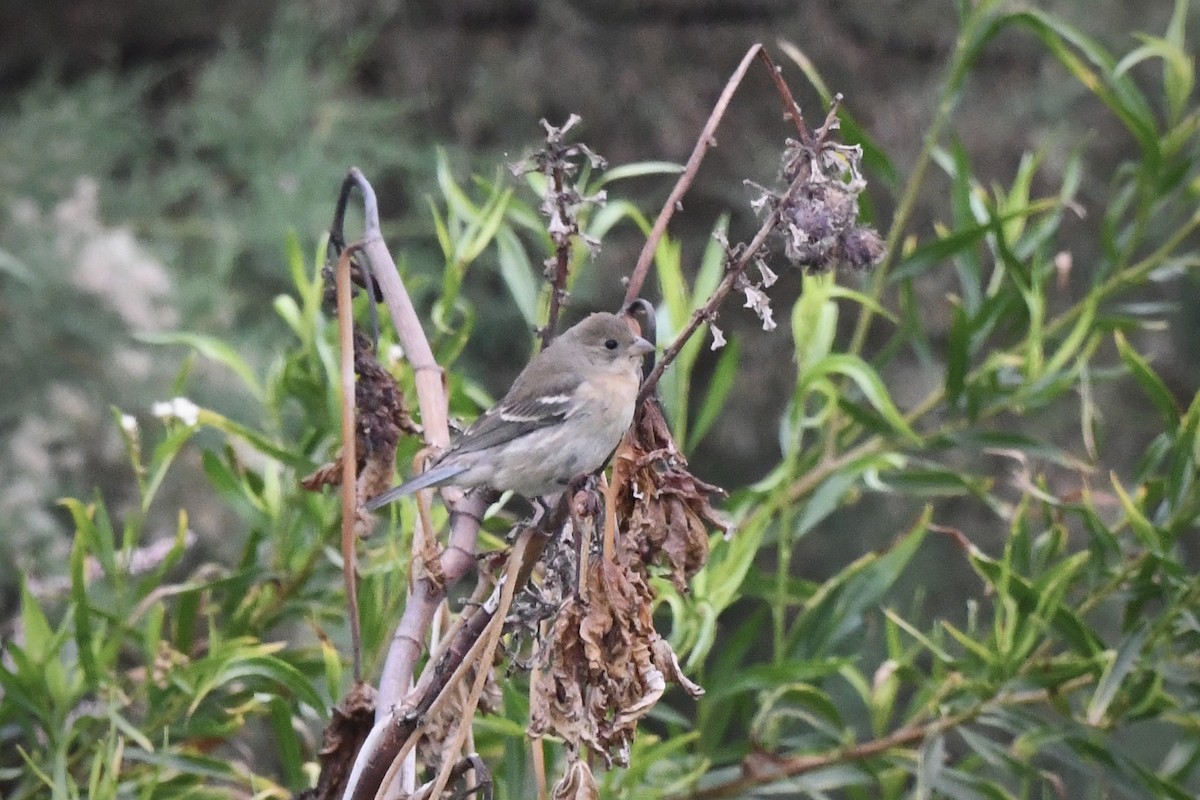 Lazuli Bunting - ML642002685