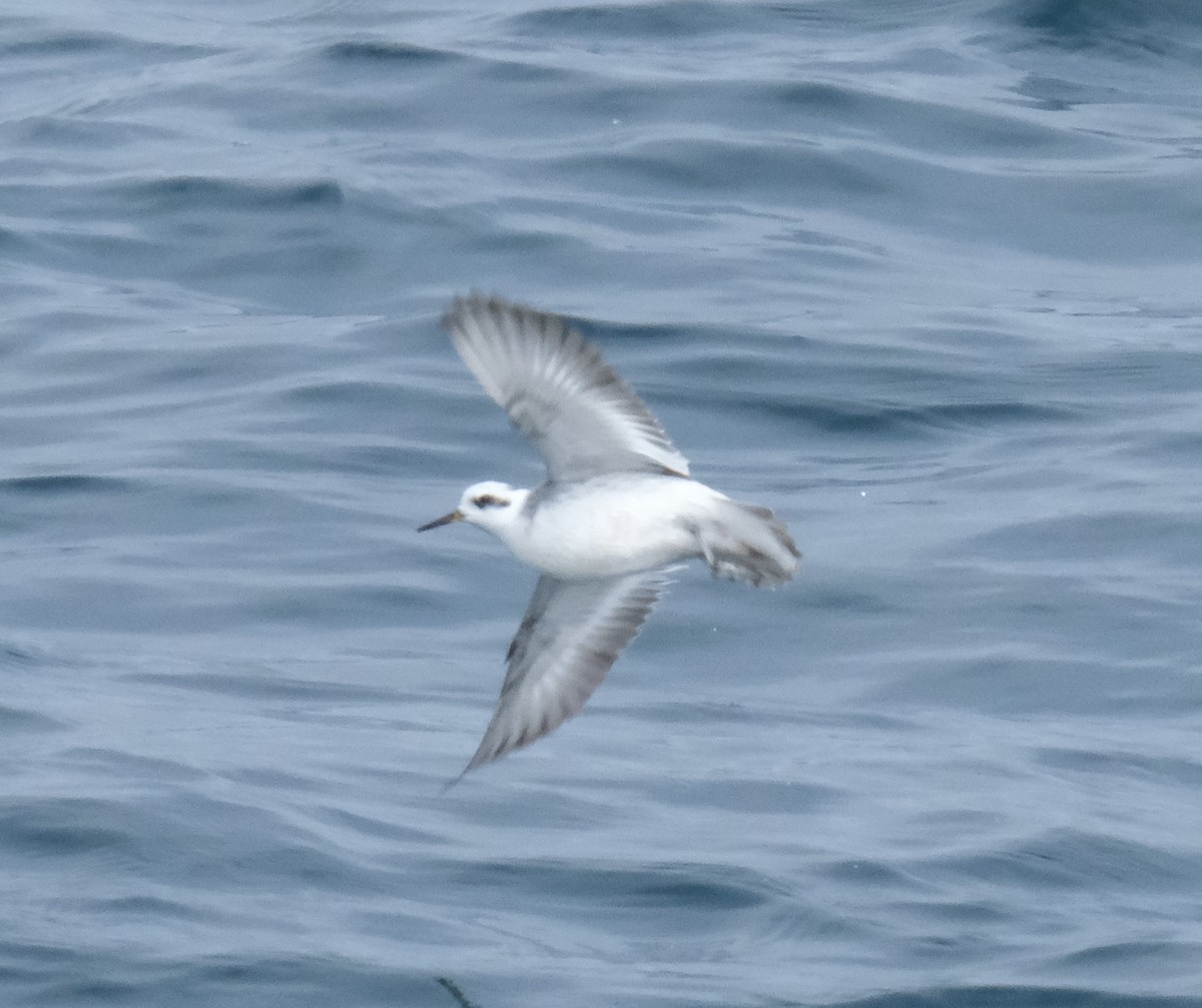 Red Phalarope - ML642002689