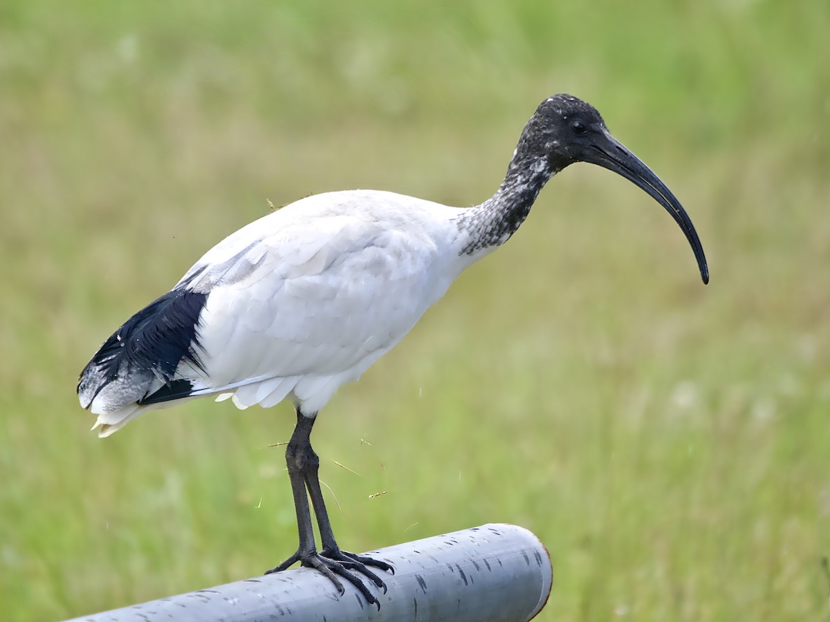 Australian Ibis - ML642002701