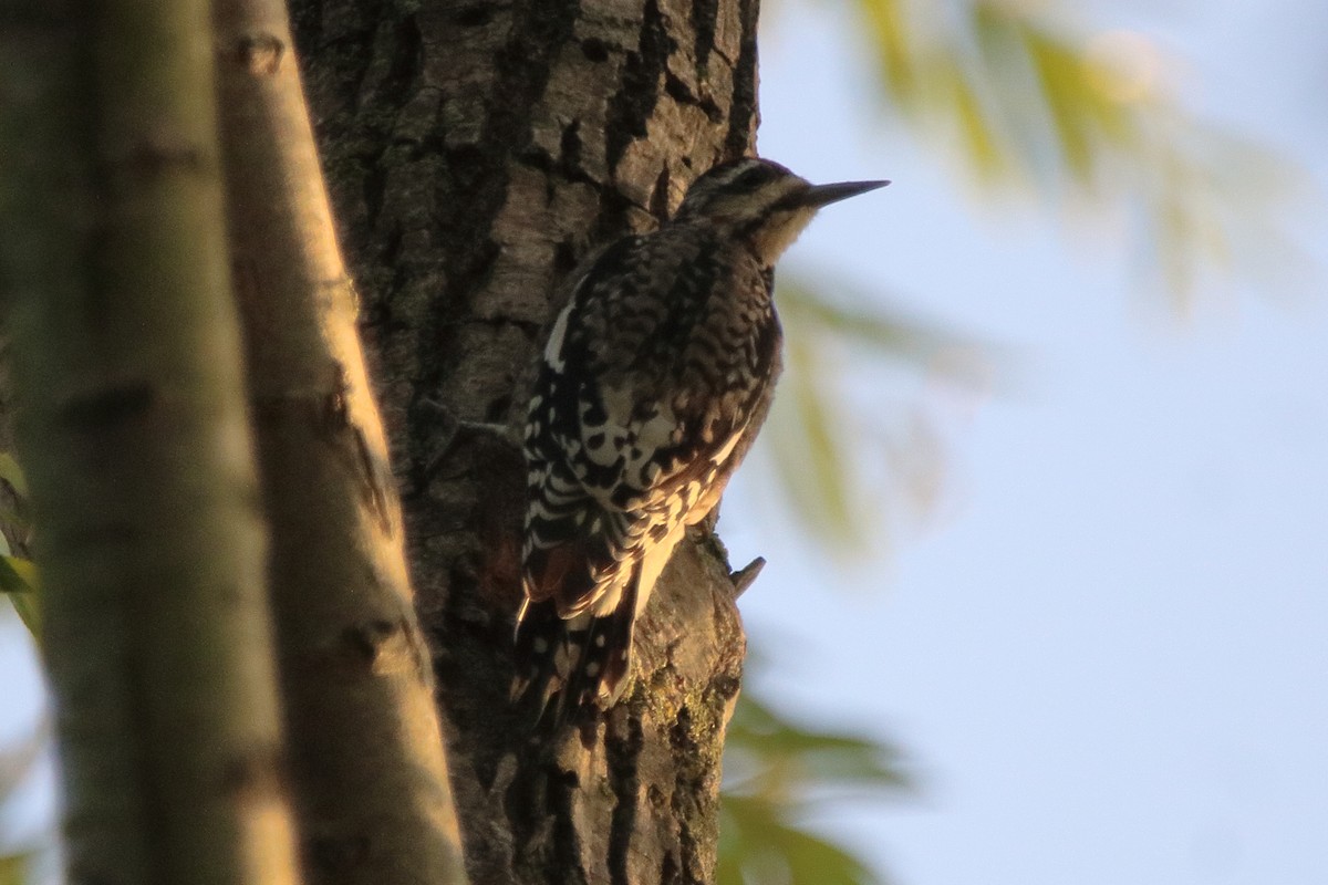 Yellow-bellied Sapsucker - ML642002703