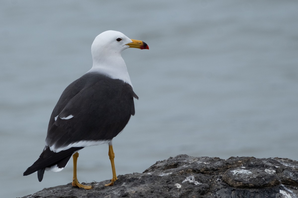 Belcher's Gull - ML642002704