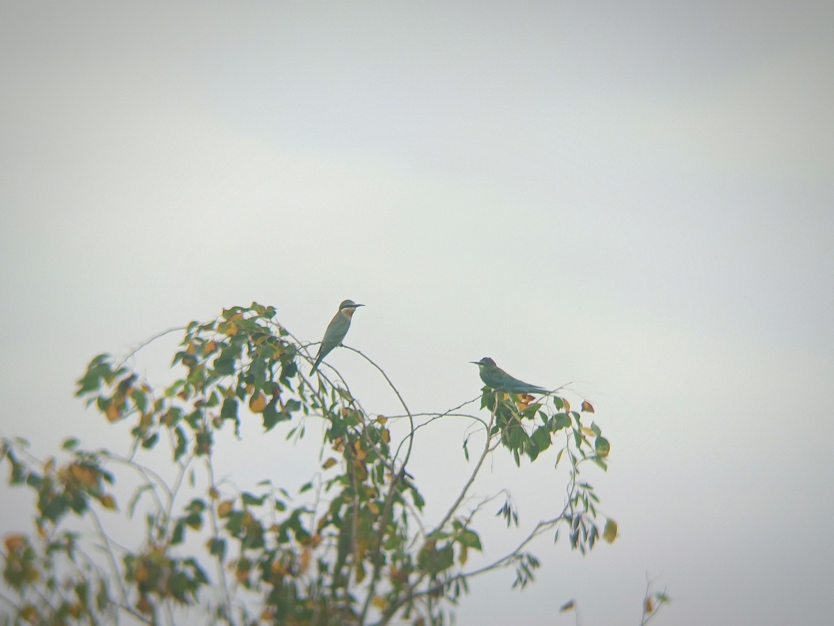 Blue-cheeked Bee-eater - ML642002705