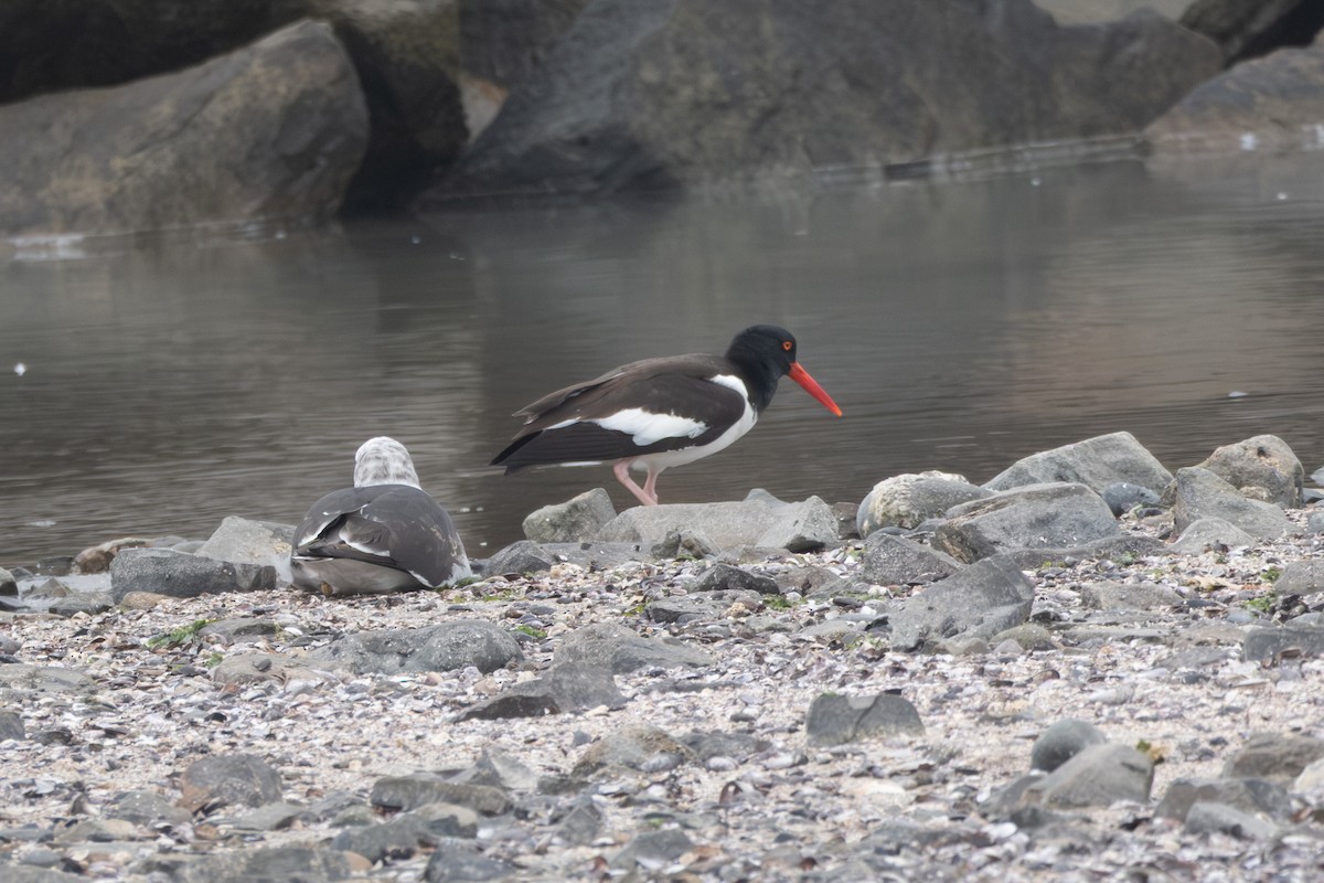 American Oystercatcher - ML642002708