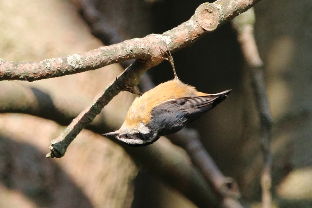Red-breasted Nuthatch - ML642002711