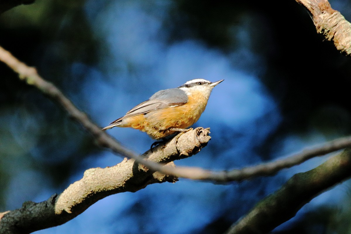 Red-breasted Nuthatch - ML642002712