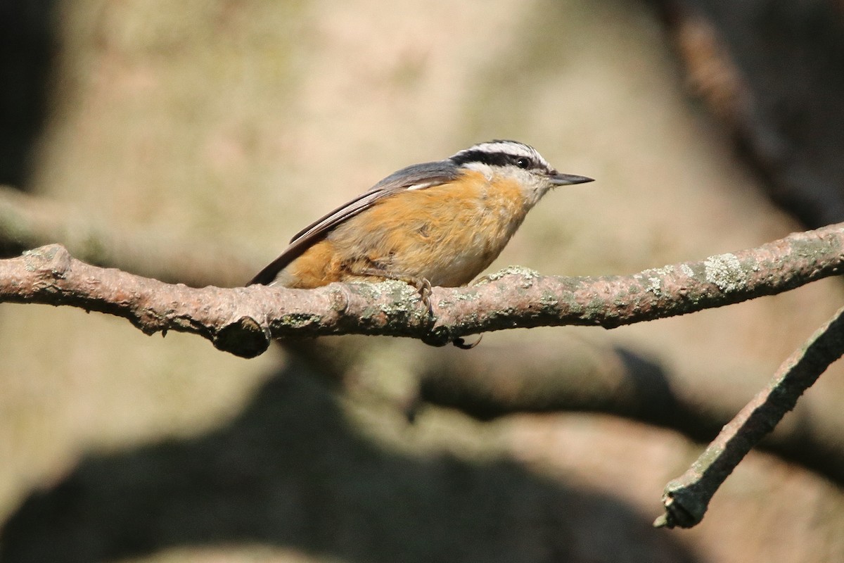 Red-breasted Nuthatch - ML642002713