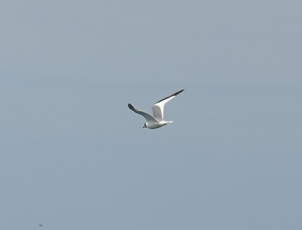 Mouette de Sabine - ML642002714