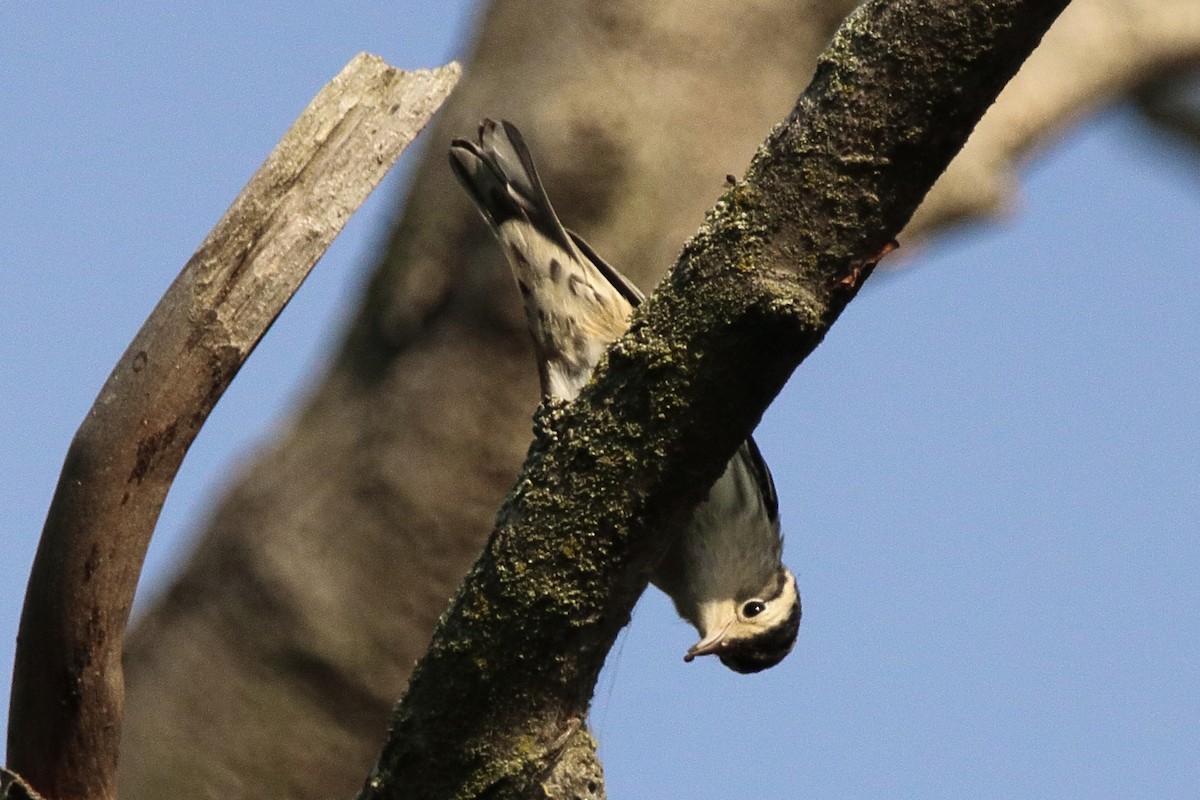 Black-and-white Warbler - ML642002718