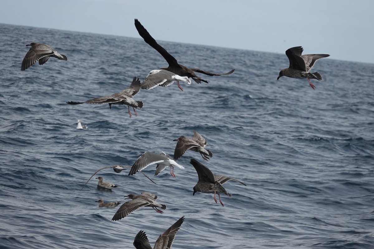 Western Gull - ML642002723