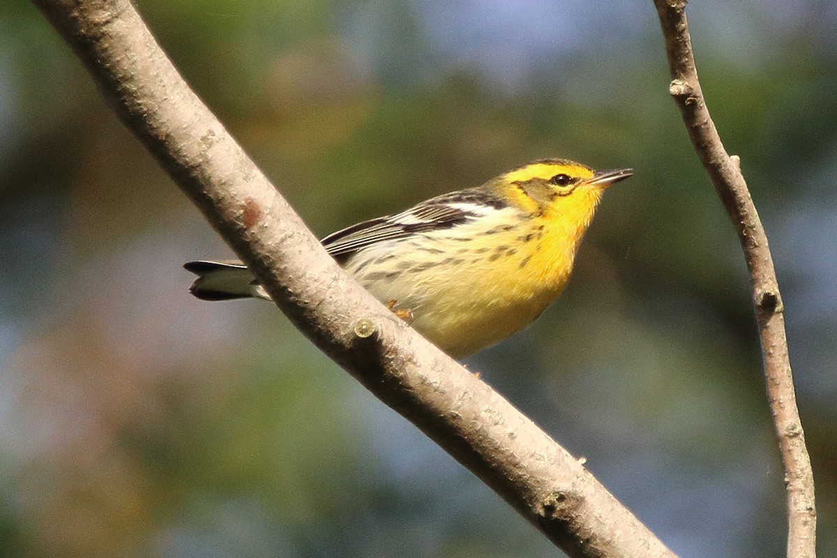 Blackburnian Warbler - ML642002736