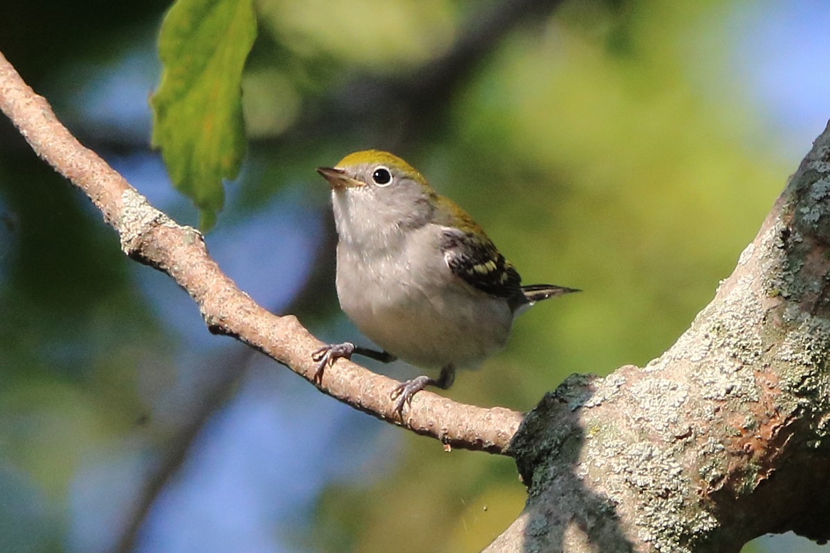 Chestnut-sided Warbler - ML642002739