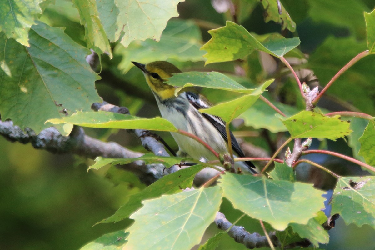Black-throated Green Warbler - ML642002740