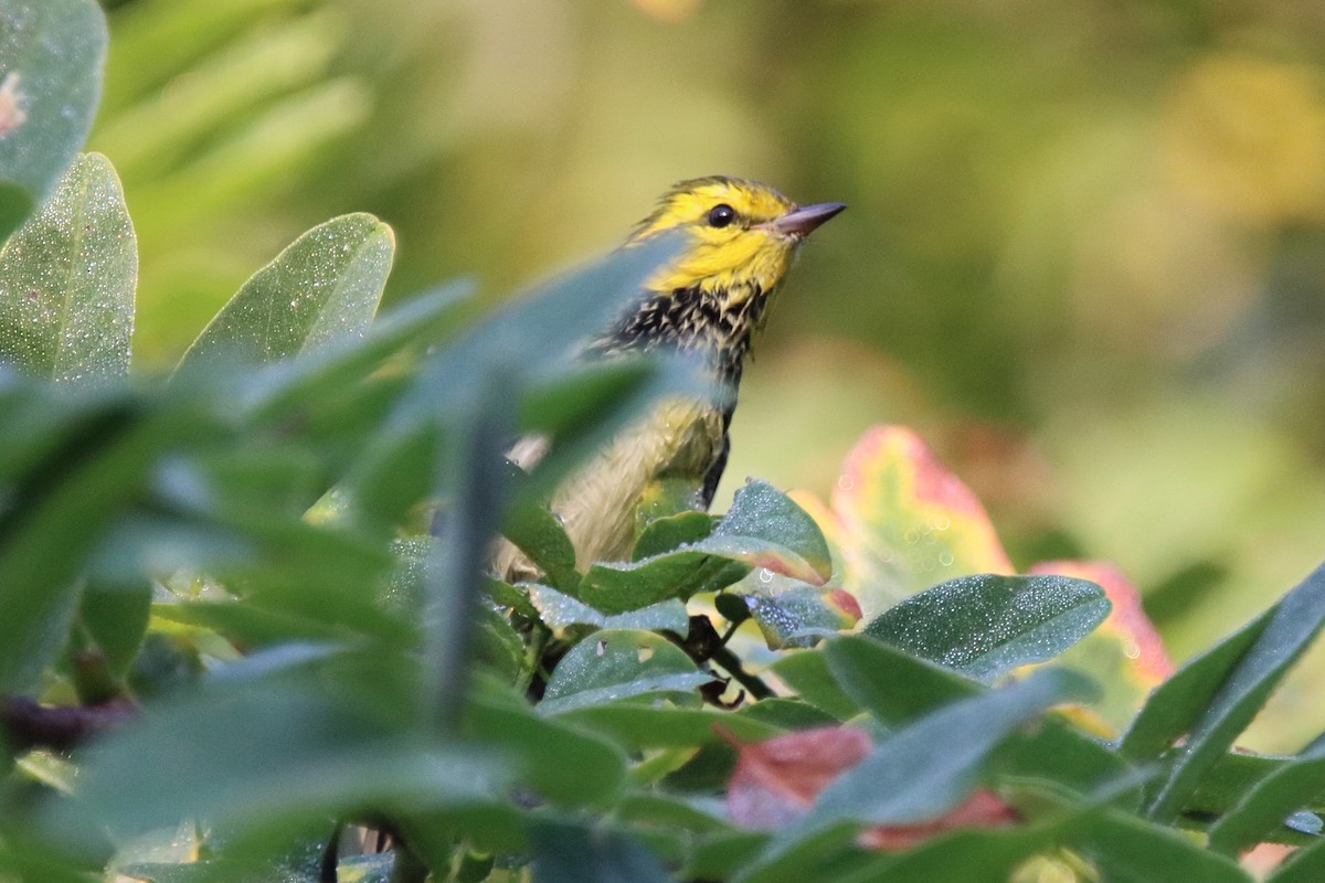 Black-throated Green Warbler - ML642002741