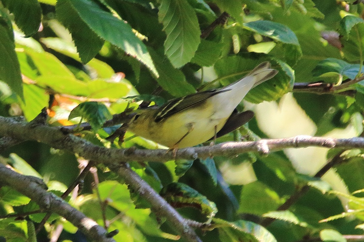 Blackpoll Warbler - ML642002742