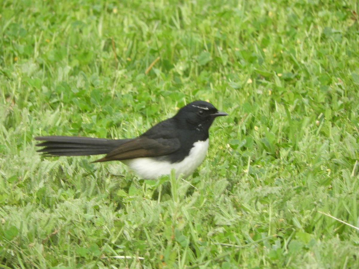 Willie-wagtail - ML642002744