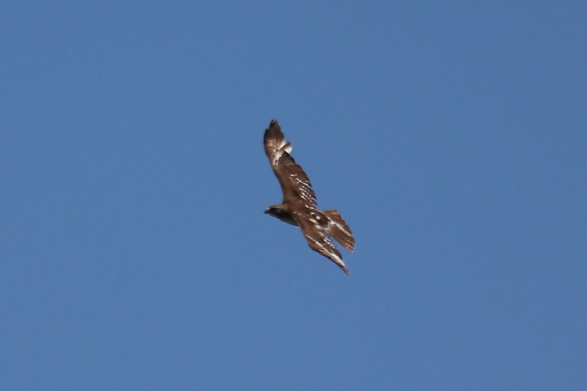 Rotschwanzbussard - ML642002746