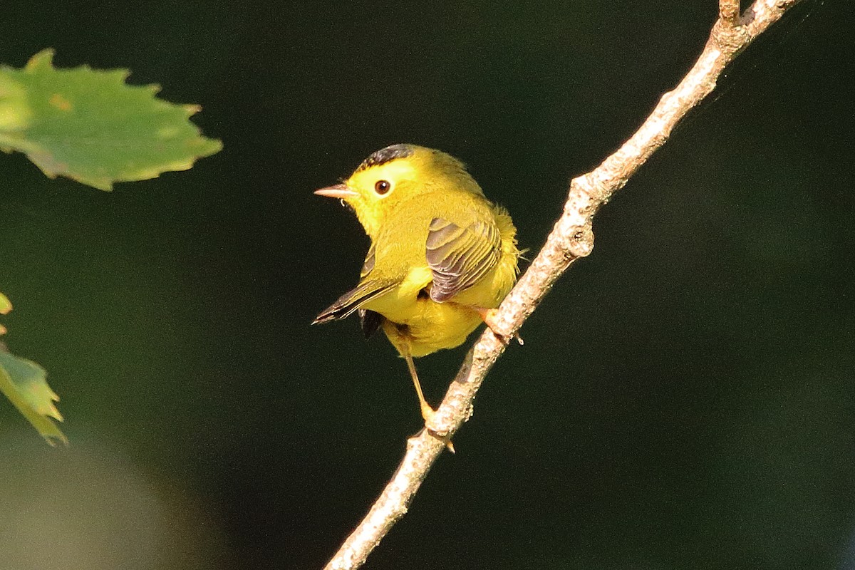Wilson's Warbler - ML642002747
