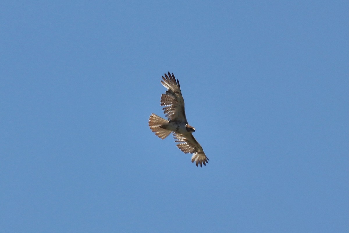 Rotschwanzbussard - ML642002748