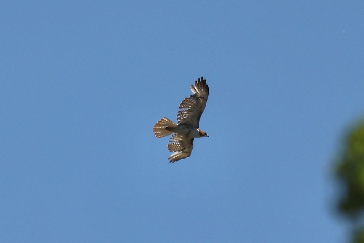 Rotschwanzbussard - ML642002749
