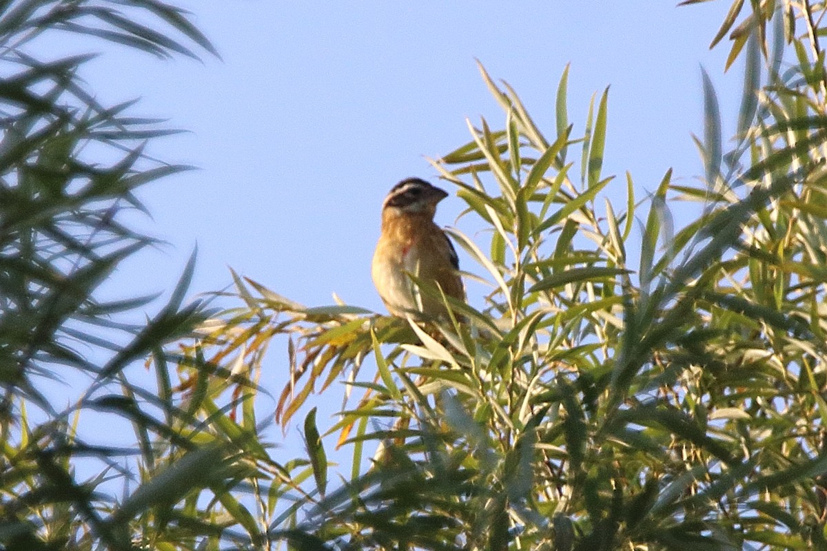 Rose-breasted Grosbeak - ML642002750