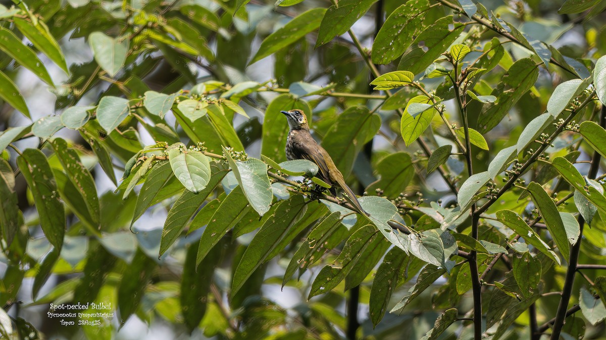 Spot-necked Bulbul - ML642002767