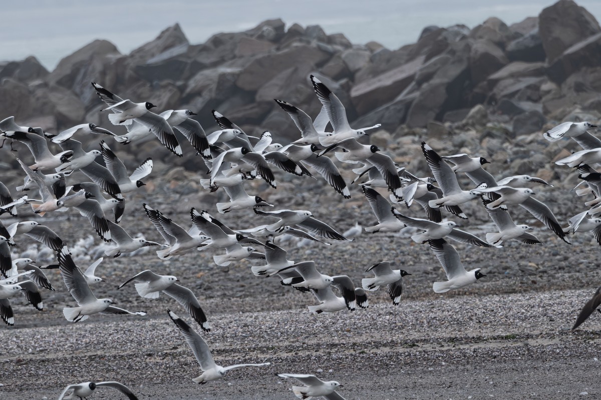 Andean Gull - ML642002774