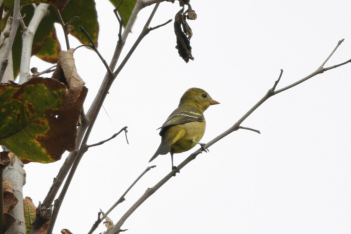 Western Tanager - ML642002799