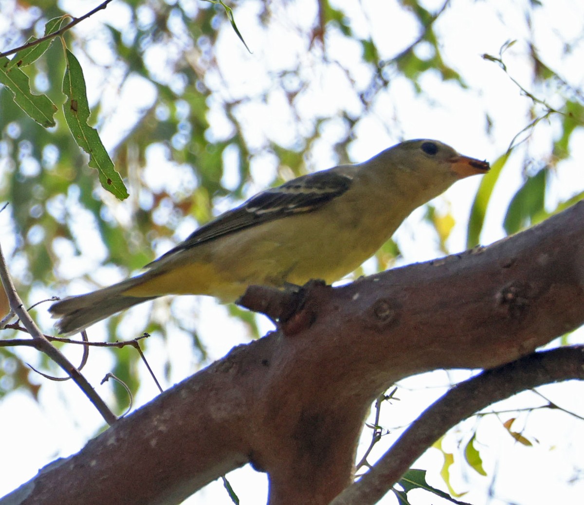 Western Tanager - ML642002831
